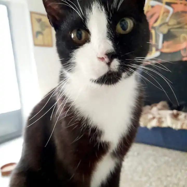 Quatre Gats Albocasser2