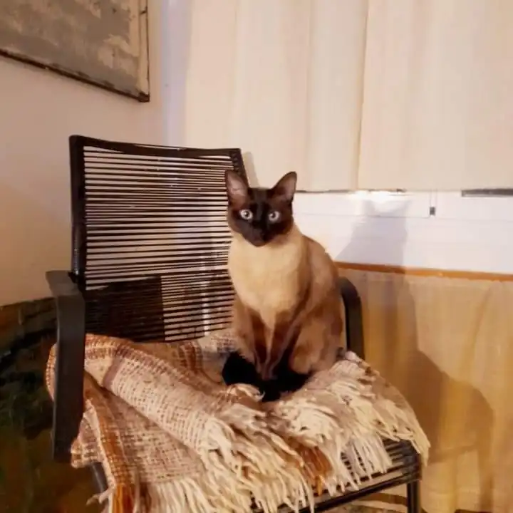 Quatre Gats Albocasser4