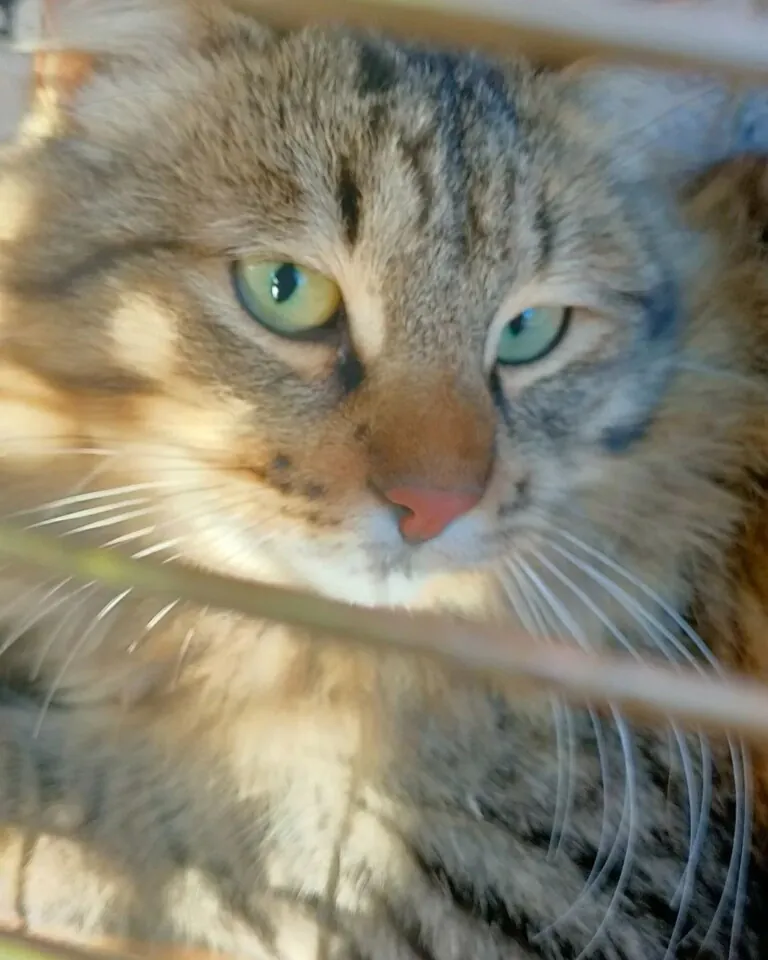 Quatre Gats Albocasser5 768x960