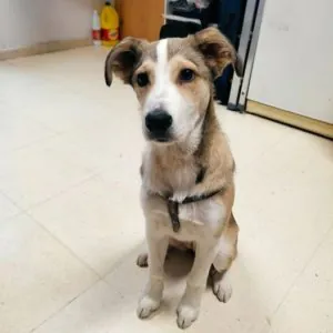 Rescatando Peludos1 1