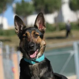 Rescatando Peludos2 1