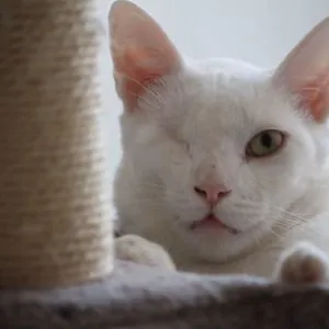 Rescatando Peludos3 1