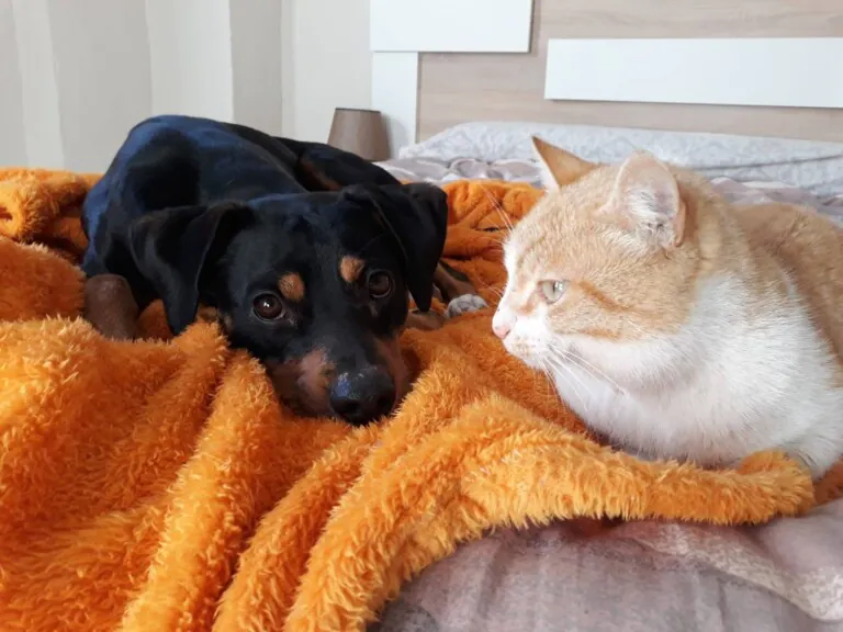 Rescatando Peludos4 768x576