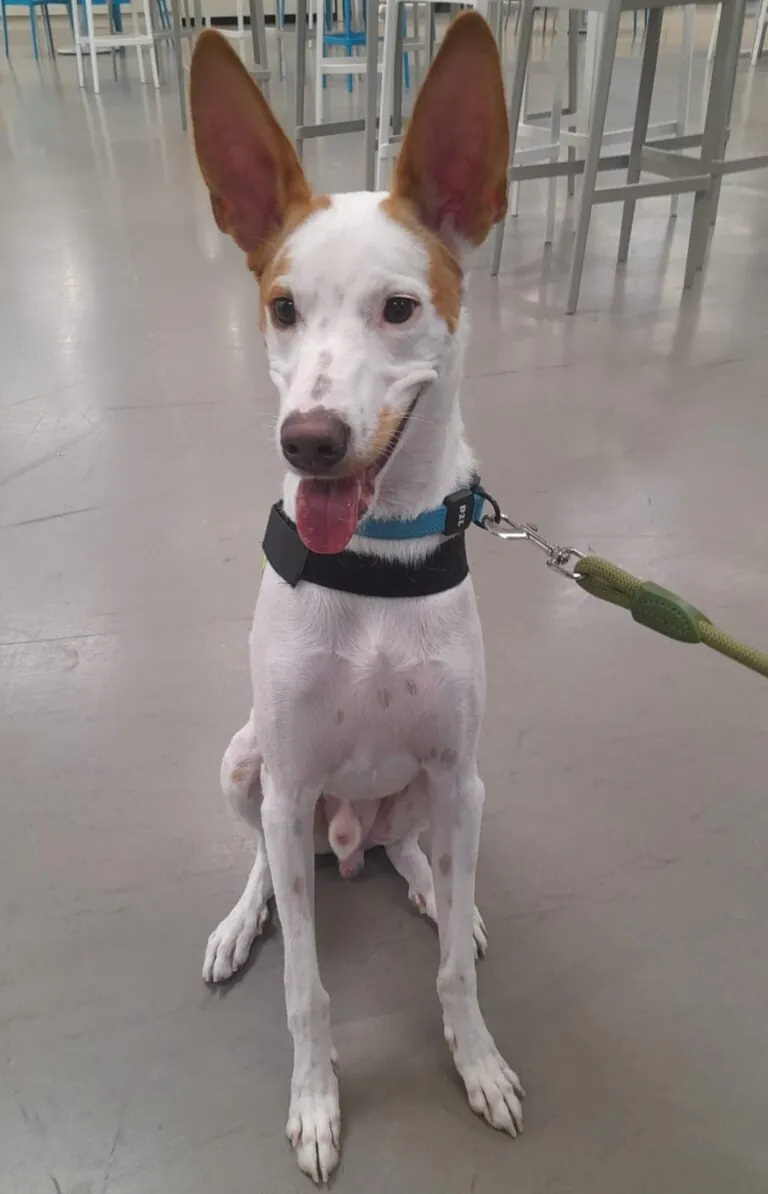 Rescatando Peludos5 768x1194