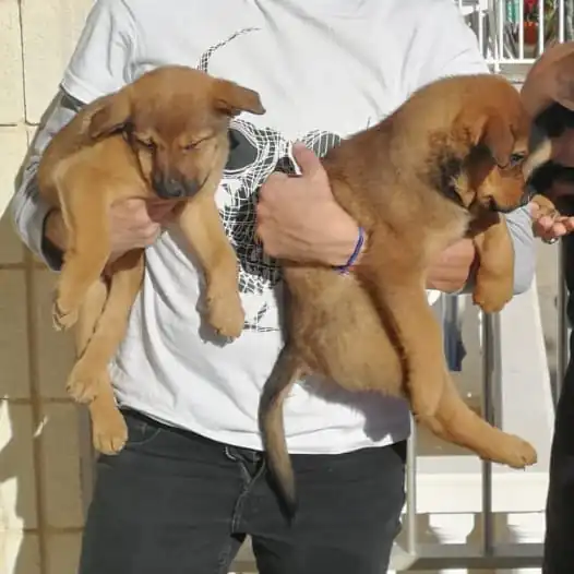 Rescate Animal en Situacionesde Emergencia RASE2