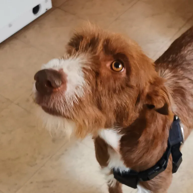 Rescate Animal en Situacionesde Emergencia RASE3 768x768