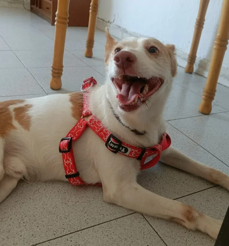 Rescate Animal en Situacionesde Emergencia RASE4 768x827