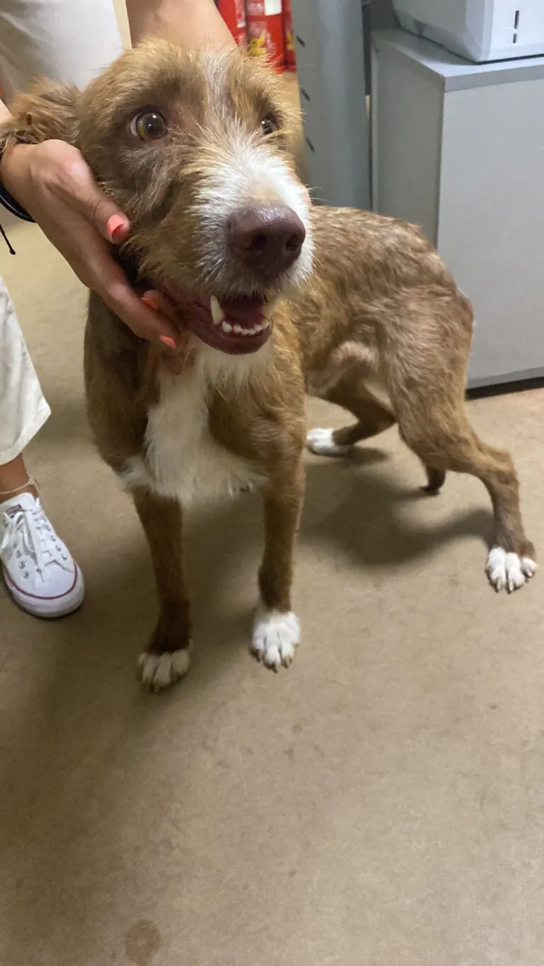 Rescate Animal en Situacionesde Emergencia RASE5 768x1365