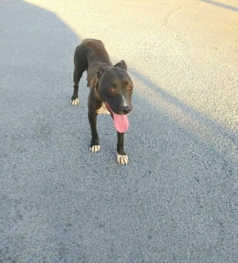 Rescate Animal en Situacionesde Emergencia RASE6 768x848