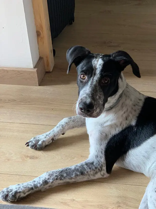 Salvando Corazones Peludos1