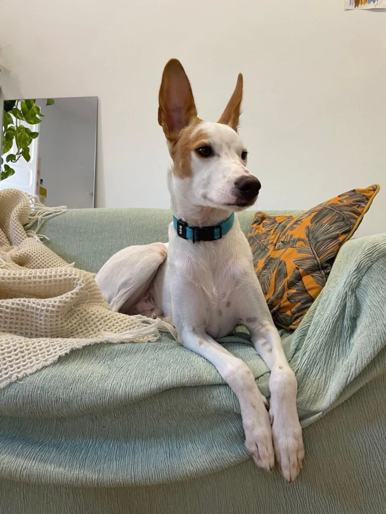 Salvando Corazones Peludos2 768x1024