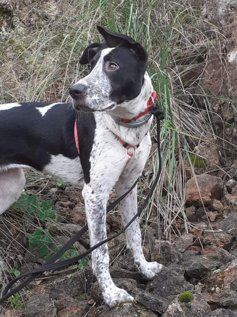 Salvando Corazones Peludos3 768x1024