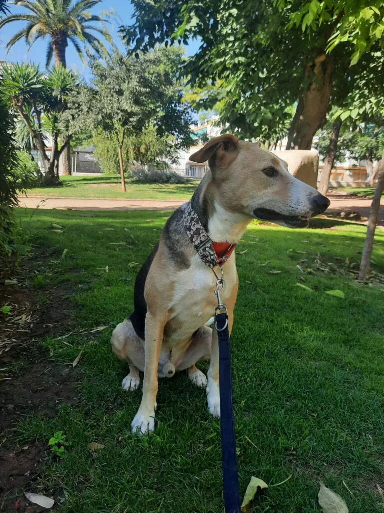 Salvando Corazones Peludos5 768x1024