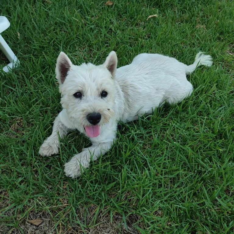 Salvando Corazones Peludos6 768x768