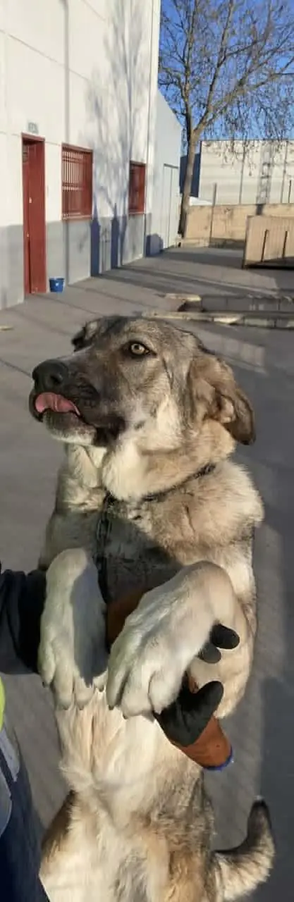 Stop Abandono APASA1