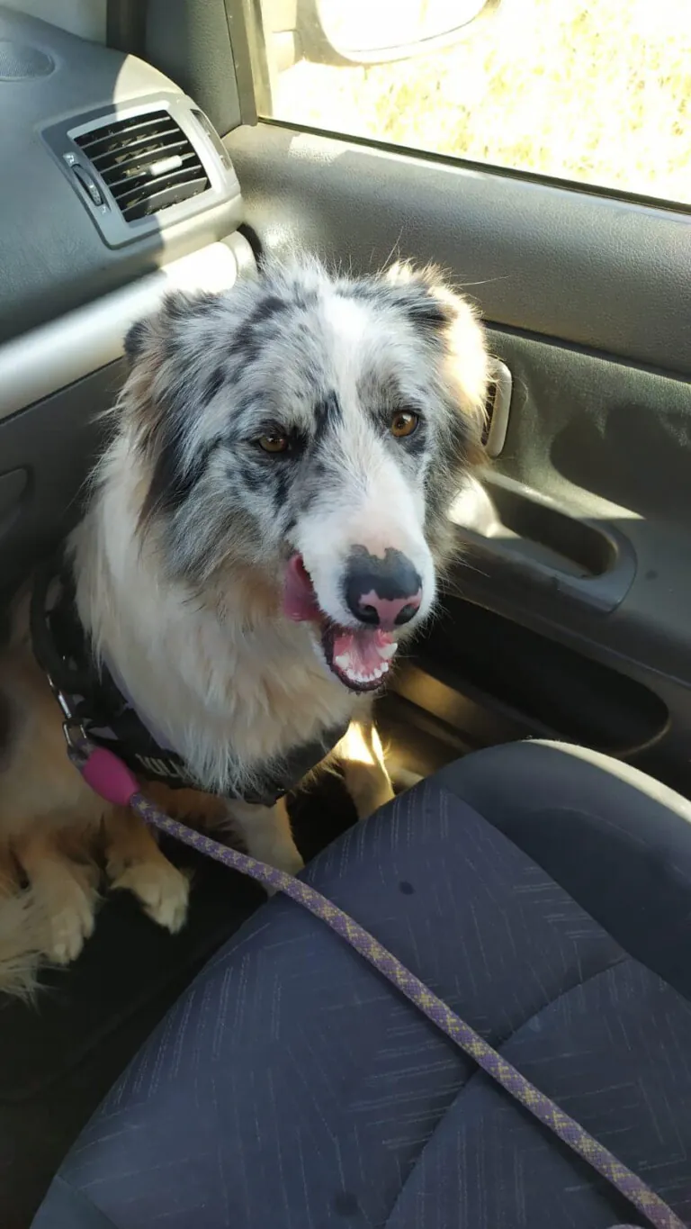 Stop Abandono APASA2 768x1365