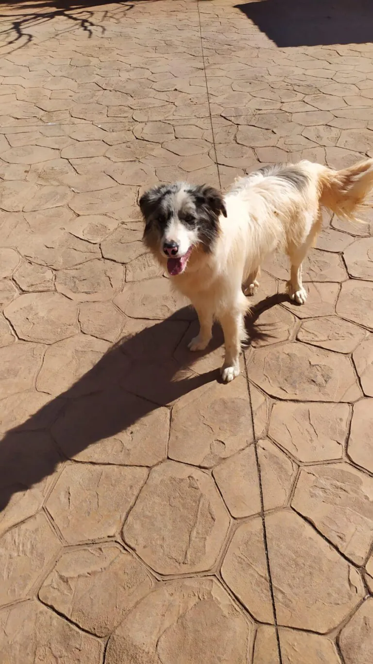 Stop Abandono APASA3 768x1365