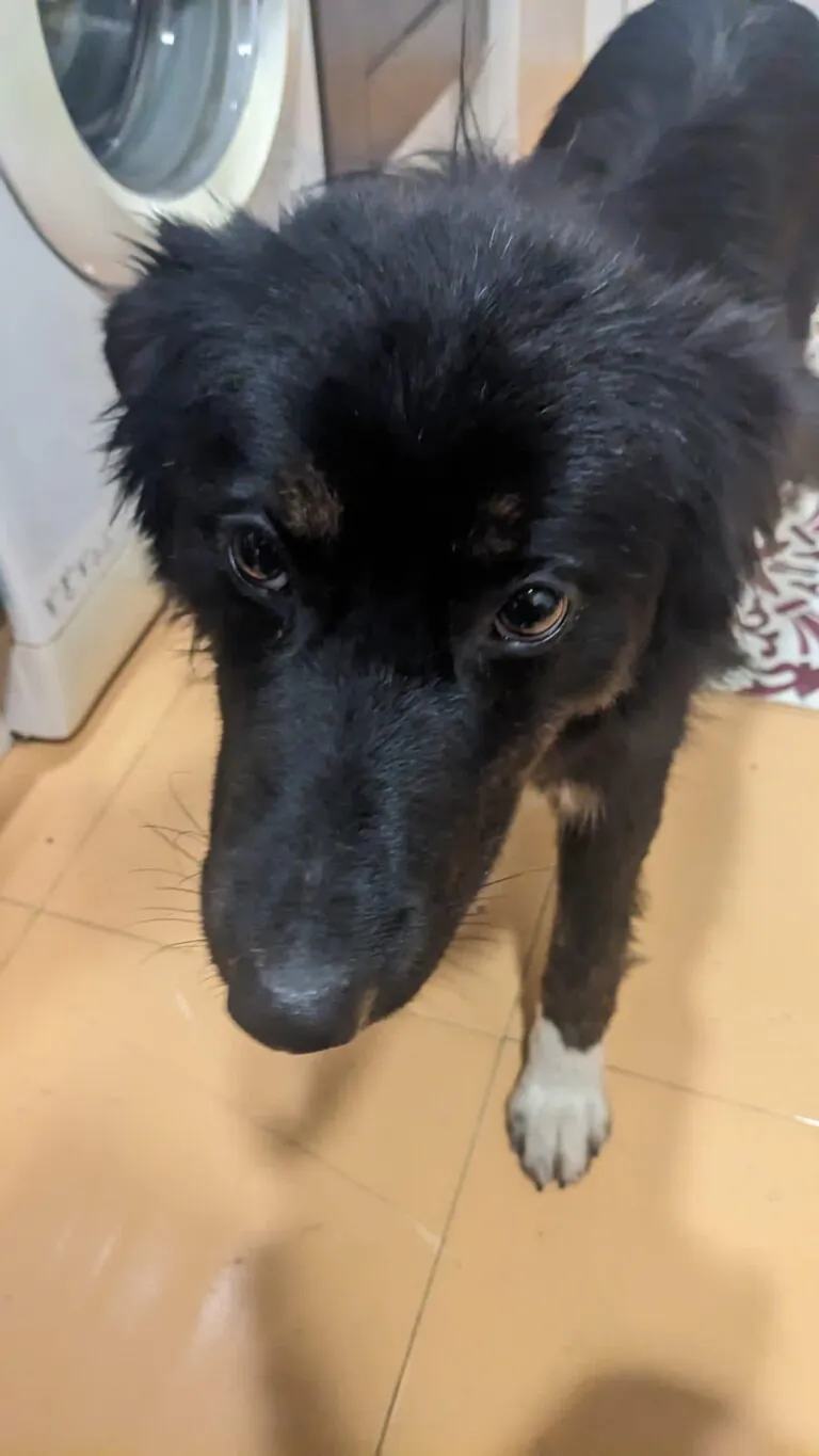 Stop Abandono APASA4 768x1365