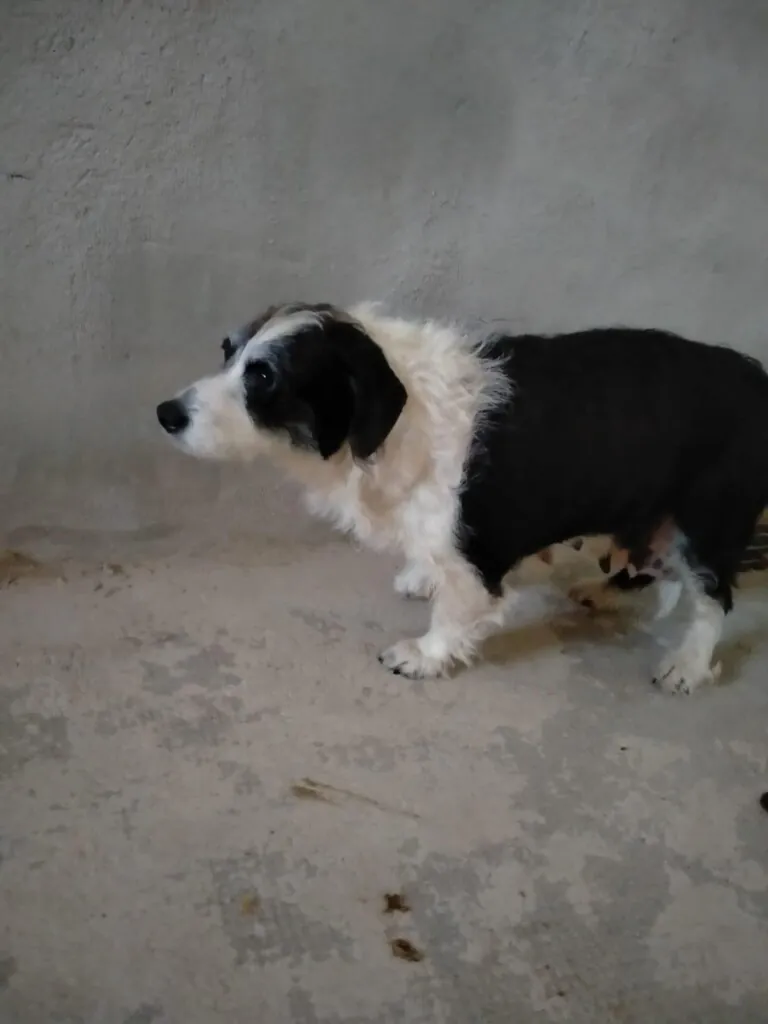 Stop Abandono APASA5 768x1024