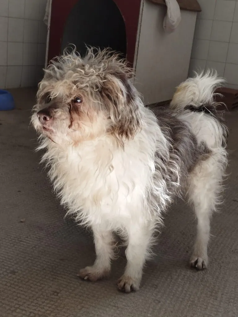 Stop Abandono APASA6 768x1021