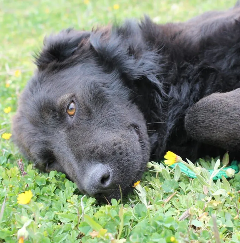 Union Animal1 768x775