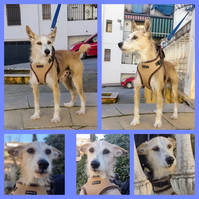 Union Animal2 768x768