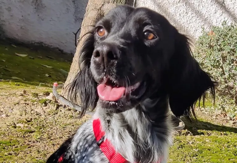 Union Animal5 768x530