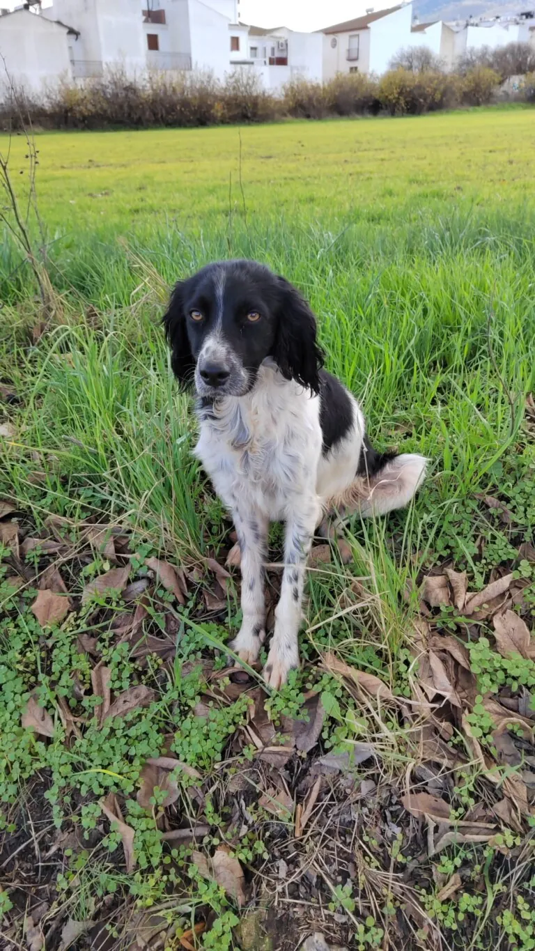 Union Animal6 768x1365