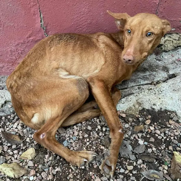 Union de huellas1 768x768