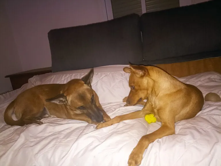 Union de huellas2 768x577