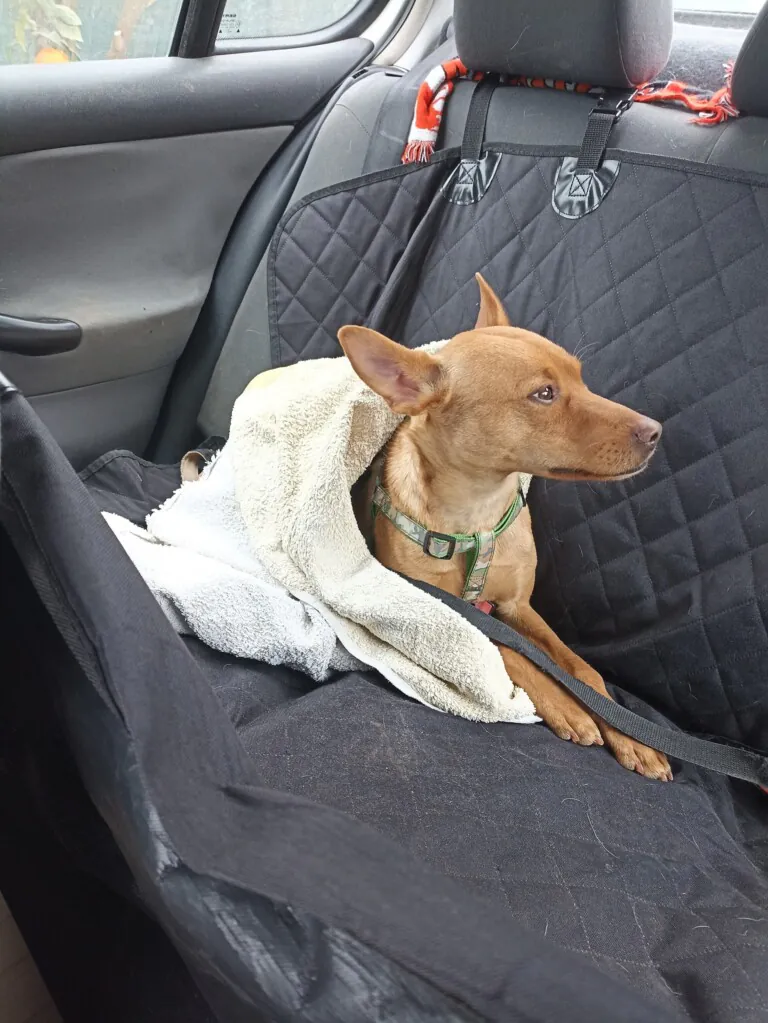 Union de huellas3 768x1023