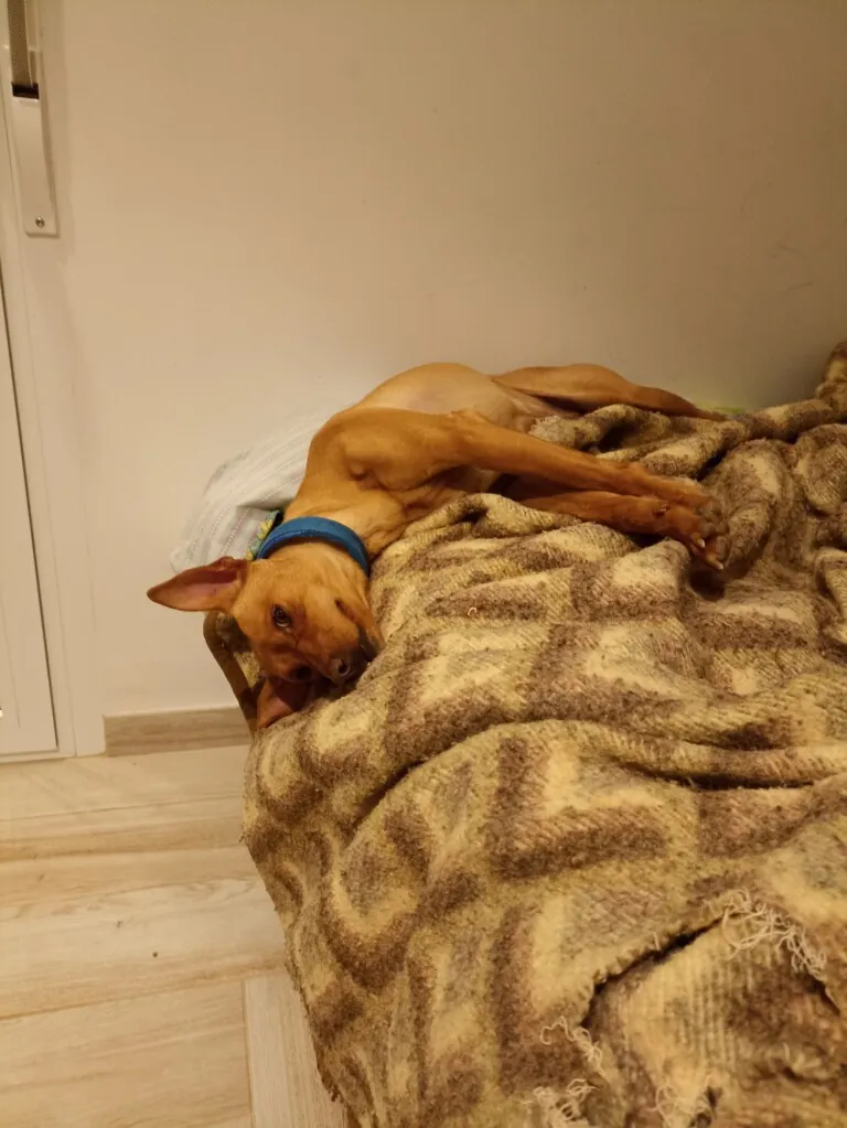 Union de huellas4 768x1023