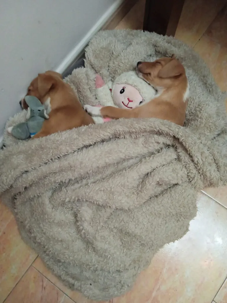 Union de huellas6 768x1024