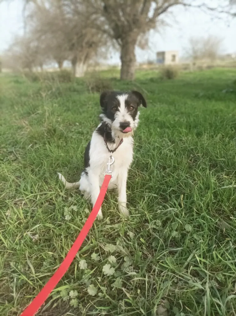 pequenos pasos dejan huella1 768x1027