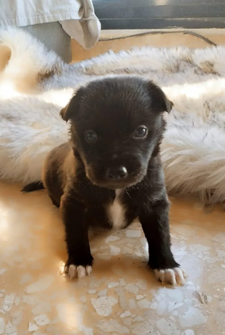 pequenos pasos dejan huella2 768x1146