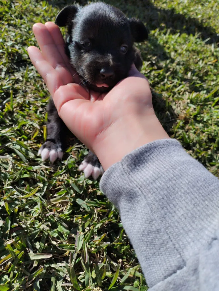 pequenos pasos dejan huella3 768x1020