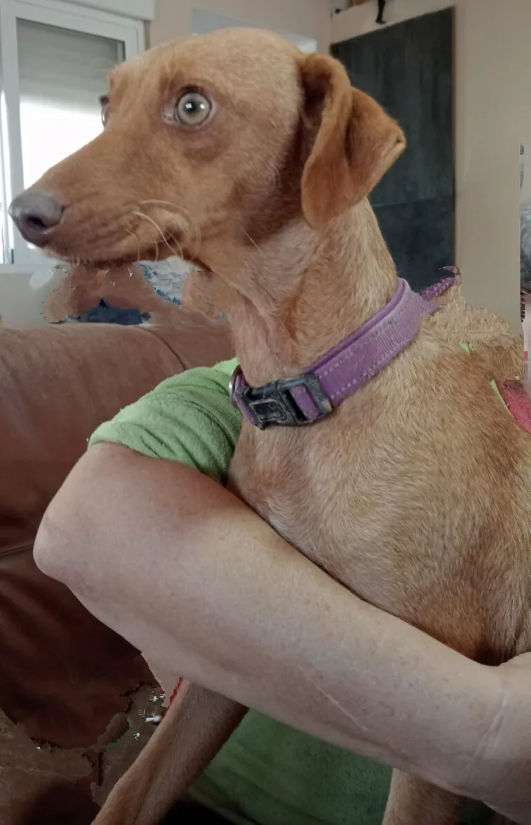 pequenos pasos dejan huella6 768x1194