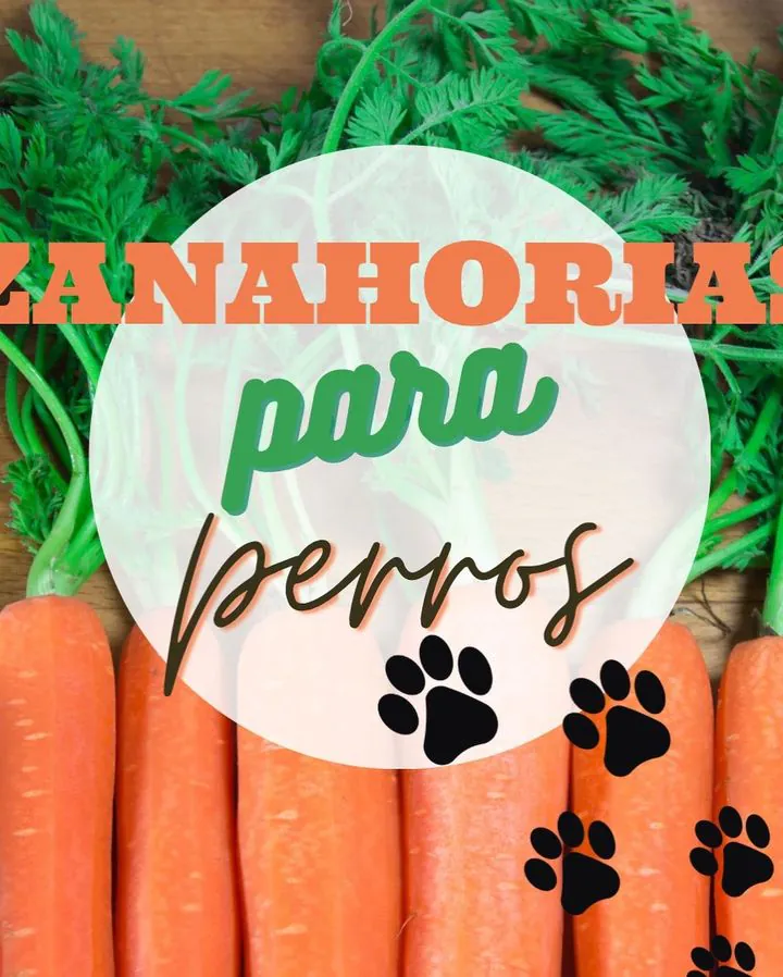 Lurdes entre Perros y Gatos