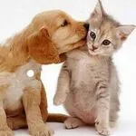 Mascotas eduamadas logo