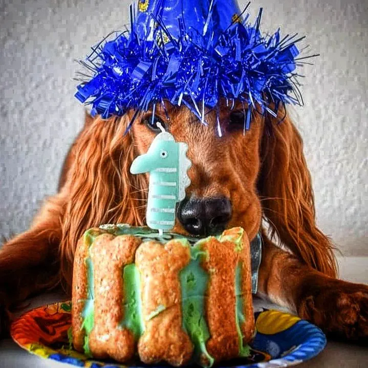 Miguitas reposteria perruna4