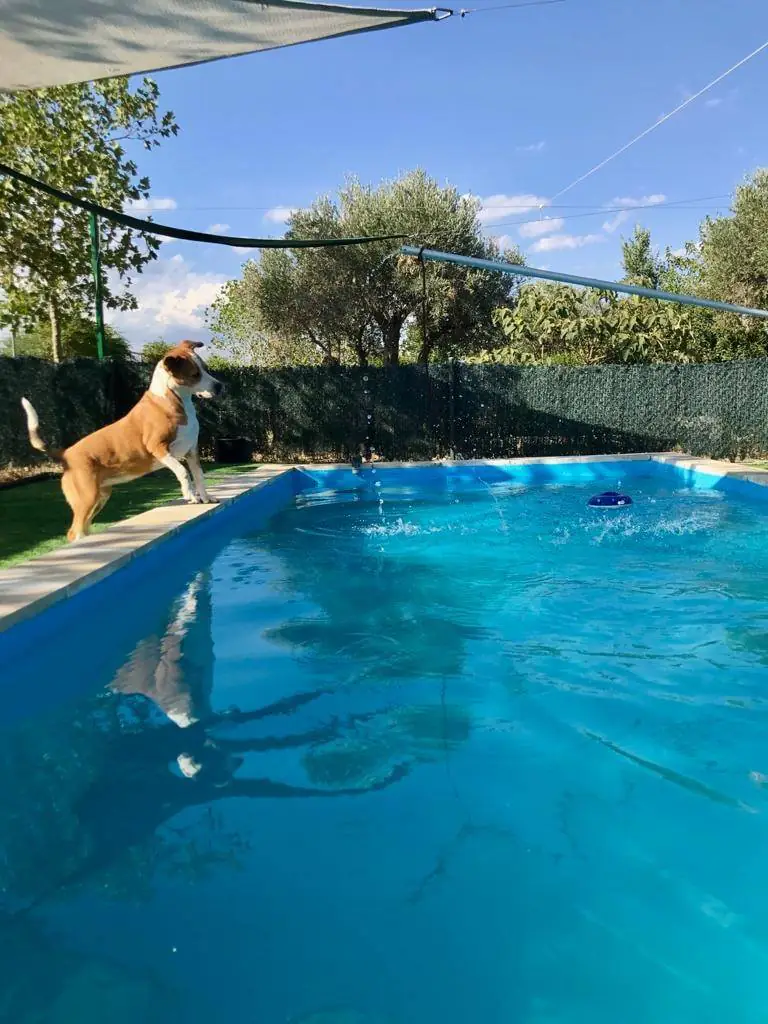 Residencia canina Sierracan3