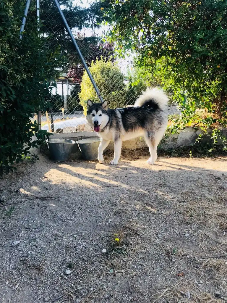 Residencia canina Sierracan5