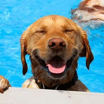 Trust Resort Canino5