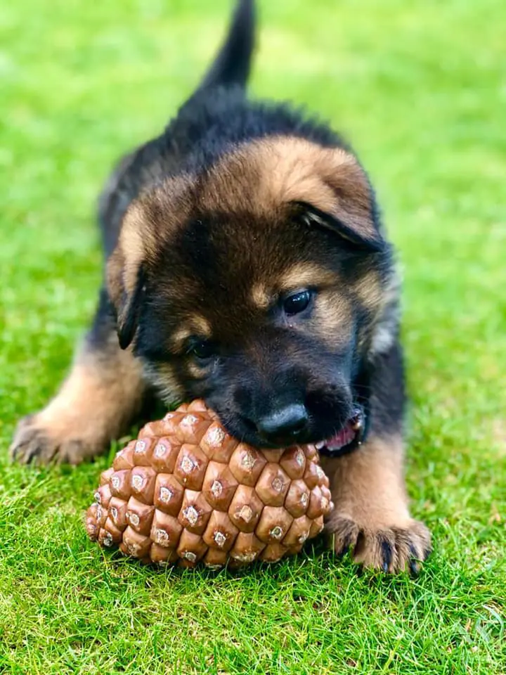 Gufy Residencia Canina y Felina en Madrid