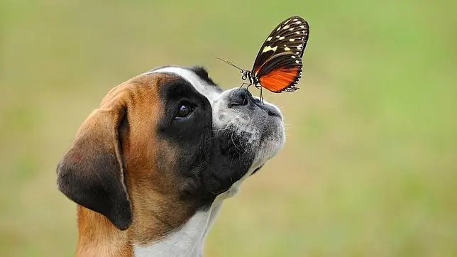 Gufy Residencia Canina y Felina en Madrid2