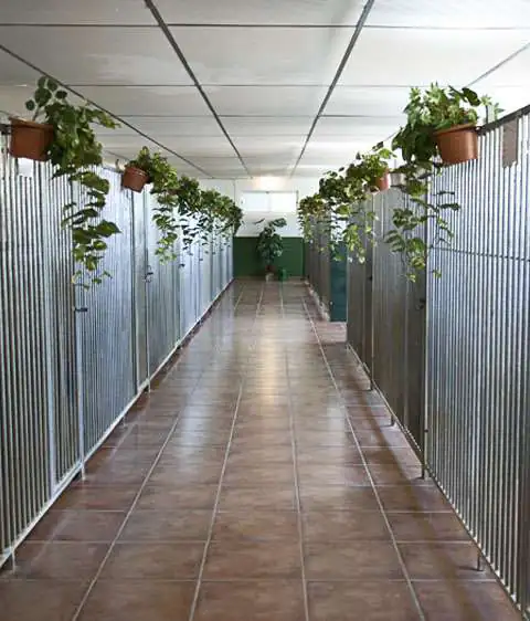 Gufy Residencia Canina y Felina en Madrid4