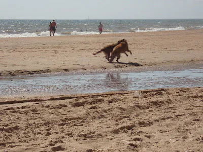 Playa para perros en Mazagon2