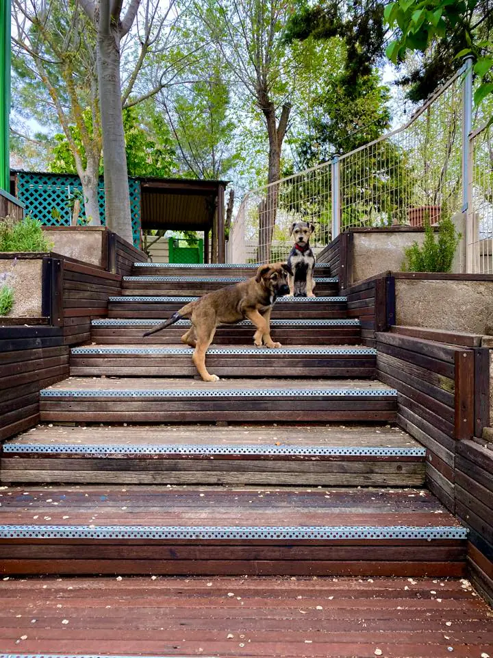 Vallecan Residencia Canina3