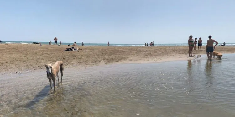 Playa canina de Alboraya en Valencia
