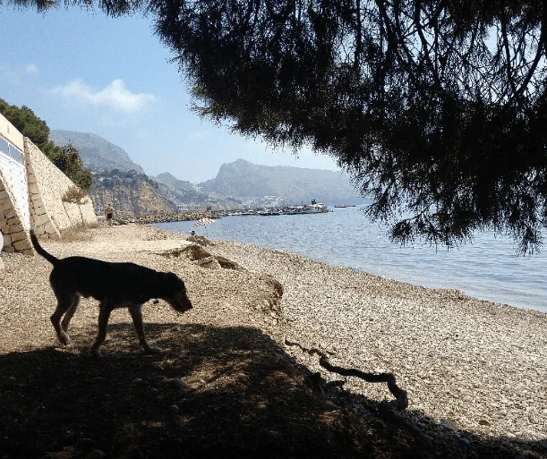 Playa canina de Mar y Montana3